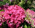 Red Hydrangea