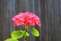 Red hydrangea grows in garden against black wall. Scarlet hydrangea flowers with green leaves in spring, summer Royalty Free Stock Photo