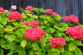 Red hydrangea grows in garden against black wall. Scarlet hydrangea flowers with green leaves in spring, summer Royalty Free Stock Photo