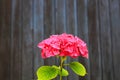 A red hydrangea grows in the garden against a brown wooden wall. Scarlet hydrangea flowers with big green leaves in spring, summer Royalty Free Stock Photo