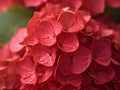 Red Hydrangea macrophylla flower in garden, stock photo