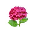 Red hydrangea macrophylla or hortensia flower head closeup isolated on white. Transparent png additional format Royalty Free Stock Photo