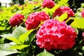 Red hydrangea