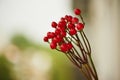 Red Hypericum berries for floral arrangements. Royalty Free Stock Photo