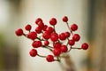 Red Hypericum berries for floral arrangements. Royalty Free Stock Photo