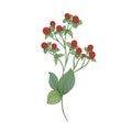 Red Hypericum with fruit and green leaves isolated on white background. Beautiful natural drawing of gorgeous ornamental