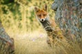 A red Iberian red fox (Spanish fox), hides behind a rock in the hills of central Spain at dusk