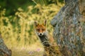 A red Iberian red fox (Spanish fox), hides behind a rock in the hills of central Spain at dusk