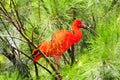 Red Ibis Royalty Free Stock Photo