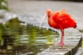 Red Ibis Royalty Free Stock Photo