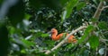 Red Ibis in close-up stunning bird with vivid plumage exemplifies South American wildlife Beautiful red Ibis symbol