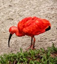 Red Ibis (Eudocimus Ruber) Royalty Free Stock Photo