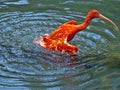 one Red Ibis, Eudocimus ruber, preens in a pond Royalty Free Stock Photo