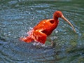 one Red Ibis, Eudocimus ruber, preens in a pond Royalty Free Stock Photo