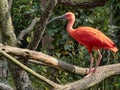 Red Ibis, Eudocimus ruber, stands on a branch Royalty Free Stock Photo