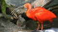 Red Ibis into the Montreal Biodome