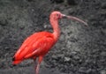 Red ibis Royalty Free Stock Photo