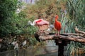 Red Ibis or Scarlet Ibis, Eudocimus Ruber with The Roseate Spoonbill, Platalea ajaja, a Gregarious Wading Bird of the Ibis and Royalty Free Stock Photo