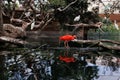 Red Ibis or Scarlet Ibis, Eudocimus Ruber from Threskiornithidae Family Royalty Free Stock Photo