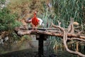 Red Ibis or Scarlet Ibis, Eudocimus Ruber with The Roseate Spoonbill, Platalea ajaja, a Gregarious Wading Bird of the Ibis and Royalty Free Stock Photo