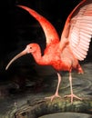 Red ibis Royalty Free Stock Photo