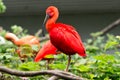 A red ibis Royalty Free Stock Photo