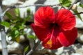 Red ibiscus flower Royalty Free Stock Photo