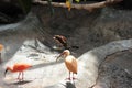 Red ibises in the Kiev zoo