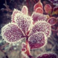 Red Ice flower frozen in the winter