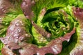 Red iceberg salad lettuce growing in a raised bed at the RHS Wisley garden, Surrey UK. Royalty Free Stock Photo