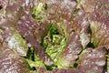 Red iceberg salad lettuce growing in a raised bed at the RHS Wisley garden, Surrey UK. Royalty Free Stock Photo