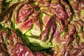 Red iceberg salad lettuce growing in a raised bed at the RHS Wisley garden, Surrey UK. Royalty Free Stock Photo