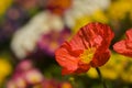 Red Iceland Poppy Bloom