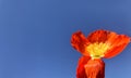 Red Iceland poppy and blue background. constract color. Royalty Free Stock Photo