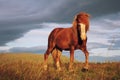 Red Icelandic horse on the field against the backdrop of the mountains in August Royalty Free Stock Photo