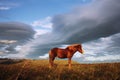 Red Icelandic horse on the field against the backdrop of the mountains in August Royalty Free Stock Photo