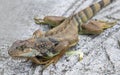 Red Iguana basking in the sun Royalty Free Stock Photo