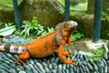 Red Iguana on black lava pebbles. Large adult lizard. Beautiful Red Iguana on stones, animal closeup. A subspecies of the Red Royalty Free Stock Photo