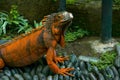 Red Iguana on black lava pebbles. Large adult lizard. Beautiful Red Iguana on stones, animal closeup. A subspecies of the Red Royalty Free Stock Photo