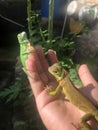 red iguana and green iguana take a sunbathing in the morning Royalty Free Stock Photo