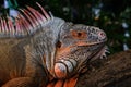 Red iguana head with beautiful skin holding on the timber