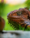 Red iguana head closeup, juvenile red iguana, animal close-up