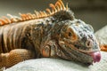 Red Iguana laying on the ground sticking out its tongue Royalty Free Stock Photo