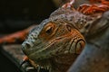 Red iguana Royalty Free Stock Photo