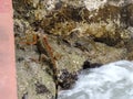 Red Iguana - Lizard on the Rocks next to the Markter of the Southernmost Point in Key West, Florida Royalty Free Stock Photo