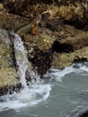 Red Iguana - Lizard on the Rocks next to the Markter of the Southernmost Point in Key West, Florida Royalty Free Stock Photo