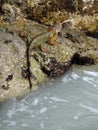 Red Iguana - Lizard on the Rocks next to the Markter of the Southernmost Point in Key West, Florida Royalty Free Stock Photo