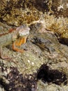 Red Iguana - Lizard on the Rocks next to the Markter of the Southernmost Point in Key West, Florida Royalty Free Stock Photo