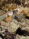 Red Iguana - Lizard on the Rocks next to the Markter of the Southernmost Point in Key West, Florida Royalty Free Stock Photo