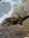 Red Iguana - Lizard on the Rocks next to the Markter of the Southernmost Point in Key West, Florida Royalty Free Stock Photo